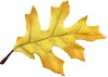 yellow leaf